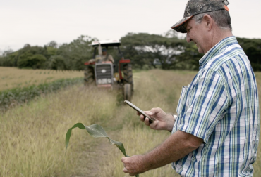 Córdoba, Meta, Tolima y Valle del Cauca, son los principales departamentos productores de maíz transgénico. Foto: Cortesía. Ganadería, ganadería colombia, noticias ganaderas, noticias ganaderas colombia, CONtexto ganadero, trasngénicos, que son trasngénicos, cultivos trasngénicos, cultivos trasngénicos en colombia, cuántas hectareas hay de trasngénicos en colombia, maiz trasngénico, algodón trasngénico, agro-bio, maría andrea uscátegui,