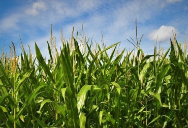 Esta es una medida que los agricultores pueden usar para estimar la cantidad de agua que absorben o utilizan sus campos y cultivos. Foto: iagua.es Ganadería, ganadería colombia, noticias ganaderas, noticias ganaderas colombia, CONtexto ganadero