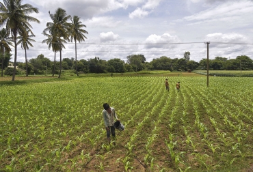 Fertirayo estaría disponible a principios de 2022 tanto en aplicación móvil como para computador. Foto: Manjunath Kiran / AFP Ganadería, ganadería colombia, noticias ganaderas, noticias ganaderas colombia, CONtexto ganadero, fertilización, fertilizantes, fertirayo, como fertilizar, cantidad de fertilizante necesario para el agro, fertilizantes, uso de fertilizantes, fertilización,