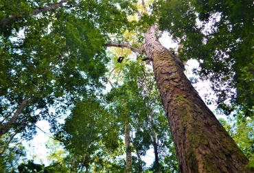 La evolución histórica de los árboles sería un factor más importante incluso que el cambio ambiental. Foto: Rafael Aleixo / SETEC / AFP Ganadería, ganadería colombia, noticias ganaderas, noticias ganaderas colombia, CONtexto ganadero, árboles, cambio climático árboles, adaptación árboles al cambio climático, cambio climatico arbol de problemas, Cambio climático, podemos parar el cambio climatico plantando arboles, como afecta el cambio climatico a los arboles, bosques y cambio climatico pdf, la deforestacion contribuye al cambio climatico, que relacion hay entre los bosques y el cambio climatico brainly, reforestacion de arboles