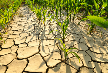 Las altas temperaturas, las heladas, las sequías, las inundaciones, además de plagas y enfermedades, son eventos que siempre han existido pero que se agudizarán a raíz del cambio climático. Foto: chilebio.cl Ganadería, ganadería colombia, noticias ganaderas, noticias ganaderas colombia, CONtexto ganadero