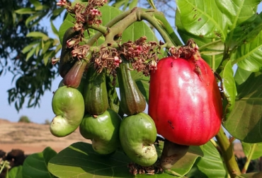 El fruto del marañón tiene múltiples usos, no solo para consumo humano, sino también como suplemento para el ganado. Foto: Cortesía Marañón, cultivo de marañón, exportación de marañón, marañón Colombia, anacardo, maranon para que sirve, maranon fruta, maranon planta, maranon en colombia, maranon fruto seco, maranon precio, maranon comprar, ganado bovino, ganadería bovina, carne, leche, ganaderos, ganaderos colombia, ganado, vacas, vacas Colombia, bovinos, Ganadería, ganadería colombia, noticias ganaderas, noticias ganaderas colombia, CONtexto ganadero, contextoganadero