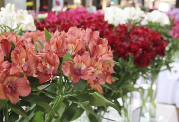 En el Concurso de Variedades se premiaron las flores que serán tendencias en los mercados internacionales durante los próximos dos años. Foto: Captura de pantalla del video youtube.com/watch?v=ka2CFTU1ysg del canal de youtube Juanita Eslava ganadería, ganadería colombia, noticias ganaderas, noticias ganaderas colombia, contexto ganadero, asocolflores, premiacion de asocolflores, asocolflores concurso de variedades, flores que están en tendencia, tendencias de flores en mercados mundiales