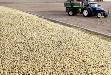 Colombia no es ajena a los problemas internacionales de la soya como es la reducción en la producción a causa del clima. Foto: larepublica.co soya, precios, alimento, concentrado, clima, Producción, Brasil, rendimiento, área sembrada, importaciones, altillanura, piedemonte, Meta, Valle, Costos de Producción, rotación, Arroz, Siembra, logística, fertilizantes, nitrógeno, Ganadería, ganadería colombia, noticias ganaderas colombia, CONtexto ganadero