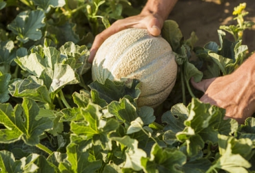 Aún después de varios años hay desconocimiento sobre la agricultura orgánica en nuestro país, con menos del 1 % de cultivos orgánicos frente al total de hectáreas cultivadas. Foto: BASF Agricultura orgánica Colombia, producción orgánica, cultivos orgánicos, hectáreas de cultivos orgánicos, agricultura orgánica, agricultura organica en colombia pdf, normas de la agricultura ecologica en colombia, certificadoras organicas en colombia, agricultura ecologica pdf, ganado bovino, ganadería bovina, carne, leche, ganaderos, ganaderos colombia, ganado, vacas, vacas Colombia, bovinos, Ganadería, ganadería colombia, noticias ganaderas, noticias ganaderas colombia, CONtexto ganadero, contextoganadero