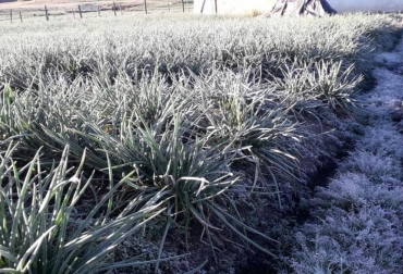 Según el Ideam, se eleva la probabilidad de ocurrencia de heladas meteorológicas, especialmente en las zonas del altiplano cundiboyacense, los Santanderes, Antioquia y Nariño. Foto: Radio Nacional de Colombia. Ganadería, ganadería colombia, noticias ganaderas, noticias ganaderas colombia, CONtexto ganadero, fenómeno de la niña 2021, fenomeno de la nina que es, el fenomeno de la nina, cual es el fenomeno de la nina, que es un fenomeno de la nina, fenomeno de la nina imágenes, que es el fenomeno de la nina, en que consiste el fenomeno de la nina, fenómeno de la Niña colombia, IDEAM, ideam colombia, fenomeno de la nina ideam, fenomeno de la nina 2022, fenomeno de la nina 2022 colombia