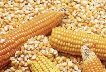 Más del 90 % del maíz, el algodón y la soya cultivados en los Estados Unidos son variedades transgénicas, la mayoría de las cuales incluyen tolerancia a herbicidas. Foto: alfa-editores.com.mx Ganadería, ganadería colombia, noticias ganaderas, noticias ganaderas colombia, CONtexto ganadero, trasngénicos, que son trasngénicos, cultivos trasngénicos, cultivos trasngénicos en colombia, cuántas hectareas hay de trasngénicos en colombia, maiz trasngénico, algodón trasngénico, Agro-Bio, maría andrea uscátegui