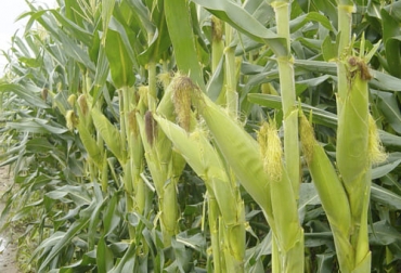 Aunque la producción de maíz y soya de Estados Unidos crecerán, la oferta mundial se reducirá con el consecuente efecto en el aumento de precios. Foto: mundoagro.cl USDA, maíz, soya, estados unidos, Brasil, argentina, materias primas, Producción, precios, Costos de Producción, inventarios, cosecha, mercado, consumo, etanol, exportaciones, oleaginosas, cereal, clima, Ganadería, ganadería colombia, noticias ganaderas colombia, CONtexto ganadero