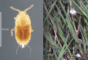 la cochinilla o escama de los pastos extrae la savia de las plantas y hace que se cubran por un polvo negro o fumagina producido por un hongo. Foto: mundo-pecuario.com - researchgate.net Cochinilla de los pastos, Pasto Pará, pasto brachiaria humidícola, brachiaria decumbens, plagas de los pastos, enfermedades de los pastos, control de plagas en pastos, plagas del pasto kikuyo, control del chinche de los pastos, plagas y enfermedades en los pastos, ganado bovino, ganadería bovina, carne, leche, ganaderos, ganaderos colombia, ganado, vacas, vacas Colombia, bovinos, Ganadería, ganadería colombia, noticias ganaderas, noticias ganaderas colombia, CONtexto ganadero, contextoganadero