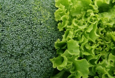 Los residuos de las cosechas de brócoli y lechuga ahora se podrán aprovechar para convertirlos en polvo y que sigan sirviendo de alimento. Foto: Cortesía Brócoli, lechuga, FAO, Programa Mundial de Alimentos, PMA, inseguridad alimentaria, Colombia, proyecto, excedentes, cosecha, Agrosavia, Corporación Universitaria Lasallista, investigación, transformación, agroindustria, polvo, tecnologías, poscosecha, aliáceas, inocuidad, calidad, Minagricultura, valor agregado, sostenibilidad, materias primas, micronutrientes, suplementos dietarios, ganadería, ganadería Colombia, noticias ganaderas Colombia, contexto ganadero