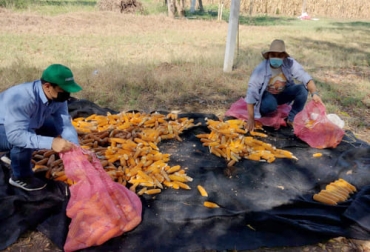 Una nueva variedad de maíz que sirve tanto para forraje en el caribe colombiano fue presentada por Agrosavia que espera desarrollarla comercialmente muy pronto. Foto: Agrosavia.co Agrosavia, Producción, semilla básica, nueva variedad, Maíz Agrosavia V-117, Centro de Investigación, Turipaná, El Carmen de Bolívar, registro, ICA, Caribe húmedo, investigación, rendimientos, Montes de María, condiciones climáticas, luminosidad, Precipitaciones, crecimiento, desarrollo, mazorca, forraje, bosque seco tropical, Ganadería, ganadería colombia, noticias ganaderas colombia, CONtexto ganadero