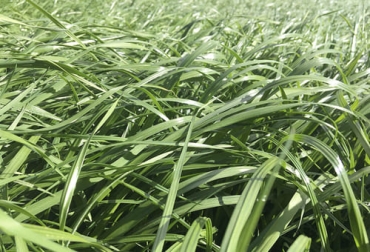 El raigrás dorcas es un forraje que por sus características es recomendado para tierra fría y ofrece grandes propiedades nutricionales. Foto: saenzfety.com raigrás, Dorcas, Pasto, especie botánica, gramíneas, planta forrajera, raigrás inglés, raigrás italiano, hibridación, persistencia, tallos florales, rendimiento, calidad, crecimiento erecto, pastoreo, pasto de corte, proteína, fibra en detergente neutro, fibra en detergente ácido, Energía neta de lactancia, materia seca, climas fríos, húmedos, Heladas, productividad, suelos fértiles, pH, suelos arcillosos, drenaje, encharcamiento, Ganadería, ganadería colombia, noticias ganaderas colombia, CONtexto ganadero