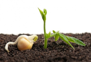 El ICA y Acosemillas impulsan a los agricultores y comercializadores de semilla en las diferentes regiones del país para que trabajen con semillas autorizadas y certificadas y eviten sanciones. Foto: Acosemillas semillas autorizadas, semilla no certificada, consecuencias del uso de semilla no certificada, ICA, Asociación Colombiana de Semillas y Biotecnología, Acosemillas, Contextoganadero
