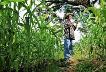 La implementación de sistemas agroforestales en fincas permite desarrollar un proyecto productivo conservando el ecosistema natural. Foto: leisa-al.org sistemas agroforestales, corredores ecológicos, trampolines ecológicos, Clasificación sistemas agroforestales, cómo se diferencian los sistemas agroforestales, los sistemas agrosilvopastoriles, Sistemas silvopastoriles, ventajas de los sistemas agroforestales, ganado bovino, ganadería bovina, carne, leche, ganaderos, ganaderos colombia, ganado, vacas, vacas Colombia, bovinos, Ganadería, ganadería colombia, noticias ganaderas, noticias ganaderas colombia, CONtexto ganadero, contextoganadero