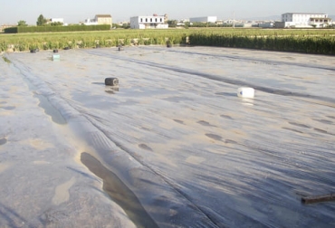 Con la solarización puede eliminar organismos patógenos o larvas de insectos sin usar ningún tipo de plaguicidas. Foto: agriculturers.com Qué es la solarización, ventajas y desventajas de la solarización, solarizacion para control de malezas, solarizacion de agua, solarización en plantas, importancia de la solarización, solarización en sustrato, suelo, Agua, plantas, malezas, ganado bovino, ganadería bovina, carne, leche, ganaderos, ganaderos colombia, ganado, vacas, vacas Colombia, bovinos, ganadería colombia, noticias ganaderas, noticias ganaderas colombia, CONtexto ganadero, contextoganadero