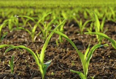 Si usted siembra varias especies en lugar de tener monocultivos en su predio, puede evitar problemas como los incendios forestales o la erosión del suelo. Foto: agriculturers.com efectos negativos monocultivos