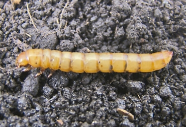 El Eleodes pos. omissoides Blaisdell se llama falso gusano alambre porque las larvas son muy similares a las del gusano alambre, coleópteros de la familia Elateridae. Foto: scielo.org.co falso gusano alambre