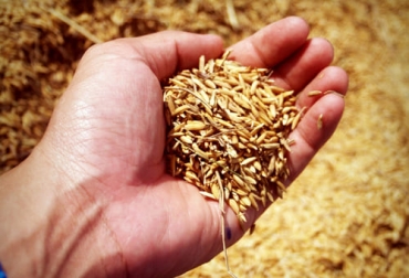 La seguridad alimentaria después de la pandemia continúa siendo una prioridad pero ahora vista más desde la necesidad de apoyarse en las nuevas tecnologías. Foto: Cortesía Seguridad alimentaria