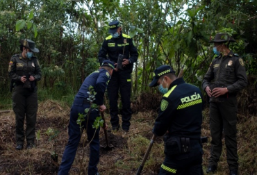 En más de 200 municipios se sembrará arrayán, uva camarona, roble, cedro, gualanday, cañaguate, laurel y granadillo. Foto: Minambiente. sembratón árboles colombia