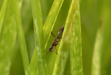 El control de plagas y enfermedades en las pasturas es clave para la rentabilidad del negocio ganadero. Foto: Captura de pantalla Control de plagas y enfermedades
