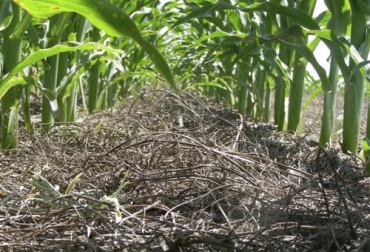 Para controlar la erosión en los suelos, se puede implementar cobertura vegetal en forma de rastrojos, restos de podas, cultivos o sistemas silvopastoriles. Foto: agritotal.com cobertura suelos