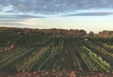 La agricultura sintrópica es un modelo en el que los procesos agrícolas se asemejan a los procesos naturales, creado por el suizo Ernst Götsch en Brasil. Foto: Captura de pantalla - believe.earth agricultura sintropica ganaderia Colombia