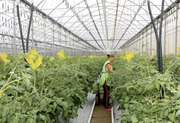 Los ambientes protegidos están cubiertos con materiales transparentes de manera que exista una barrera física entre el cultivo y el medio ambiente. Foto: ambientum.com cultivos en ambientes protegidos o controlados