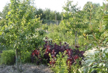 Un bosque comestible o jard{in forestal es un sistema de producción que emula los ecosistemas naturales. Foto: agrohuerto.com bosque comestible