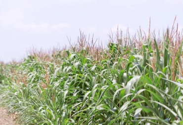 Colombia sembró un total de 150 451 hectáreas de cultivos transgénicos en 2021, 31 % más que en 2020, de las cuales 142 975 fueron de maíz genéticamente modificado (GM). Foto: Cortesía hectareas de cultivos transgenicos en Colombia en 2021