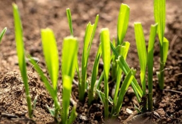El cambio climático está acentuando esta propagación creando condiciones favorables para estas plagas y para la supervivencia de determinadas enfermedades de las plantas en nuevas zonas. Foto: FAO cambio climático intensifica las amenazas para la salud de las plantas