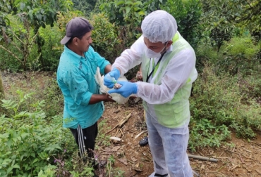 La enfermedad fue detectada en Morales, Suárez y Piendamó. Foto: ICA. newcastle cauca