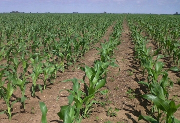 Entre las recomendaciones para la siembra de maíz se encuentra la realización de un análisis de suelo. Foto: agrolatam.com Recomendaciones para la siembra de maíz