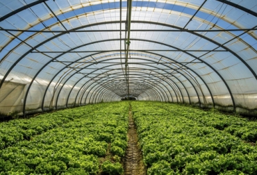 La agricultura protegida tiene menor impacto del clima, por lo tanto genera productividad más elevada y constante. Foto: facebook.com/agrofitoymas La agricultura protegida tiene menor impacto del clima