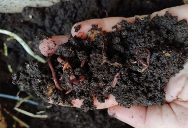 Este es un paso a paso para hacer lombricompost en su predio, usando lombrices para descomponer la materia orgánica y convertirla en humus. Foto: lafertilidaddelatierra.com paso a paso para hacer lombricompost