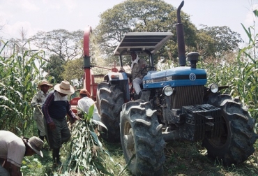 Los medianos productores tienen la posibilidad de lograr cosechas mecanizadas, con implementos que permiten el desgranado y, posteriormente, medios de almacenaje protegidos de las condiciones medioambientales. Foto: Juan Carlos Domínguez / IICA Maiz infraestructura adecuada para poscosecha
