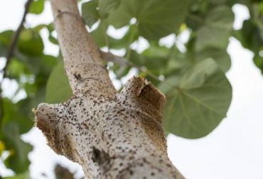 El terciado o el desmochado son dos tipos de podas excepcionales o severas que tienen por objetivo reducir el volumen de la copa de los árboles. Foto: bioguia.com arbol desmochado