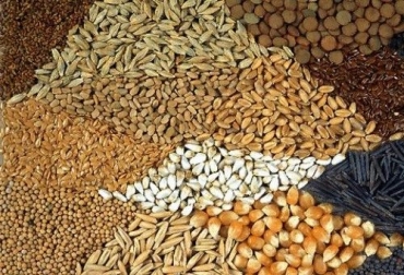 Para construir un banco de semillas en la finca, el productor debe hacer una prueba de humedad antes de almacenarlas. Foto: pinterest.es Banco de semillas en la finca