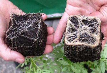 Para la elaboración de las micorrizas se necesitan materias primas y un tiempo determinado, para que promueva el desarrollo de la planta. Foto: elmercurio.com Elaboración de las micorrizas