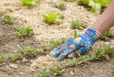 Además de distinguirse entre naturales y sintéticos, el muclhing o alcochado se distinguen según los materiales utilizados. Foto: blog.veto.cl tipos de mulching