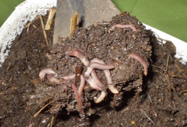 Para hacer compostaje con lombrices se necesitan de herramientas como contenedores, pie de cría de lombrices, sustrato, etc. Foto: infoagro.com.ar Haga compostaje con lombrices