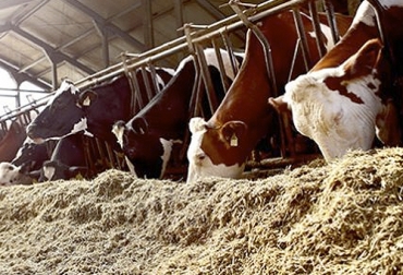 Para el control de las mixotoxinas, los expertos recomiendan que se mejoren las prácticas agrarias y se haga un control de los alimentos. Foto: bmeditores.mx Control en las reservas de alimentos de bovinos