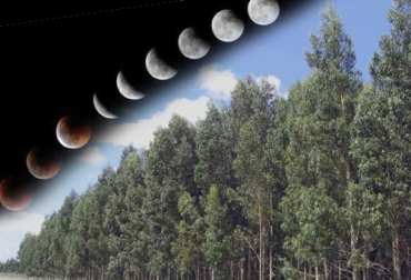 Las fases lunares influyen mucho en la poda de árboles para su crecimiento o para limpieza. Foto: cotilleando.com - madariaga.gob.ar Fases lunares para podar árboles