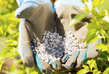 Expertos dicen que la urea tiene un ciclo de funcionamiento muy lento, por lo que es recomendable los fertilizantes minerales. Foto: portalfruticola.com Ciclo del nitrógeno y participación de la urea
