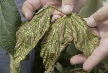 El estrés en las plantas presenta dos tipos: biótico y abiótico. Foto: guiadejardineria.com Estrés en las plantas y sus tipos