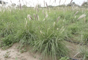 Conozca cómo hacer el manejo de la siembra de forrajes en zonas áridas o semiáridas para obtener una buena producción de plantas y bovinos. Foto: elsemiarido.com manejo de pastos en zonas aridas y semiaridas