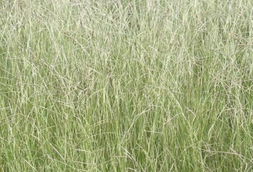 El pasto angletón suele verse afectado con frecuencia por la aparición de muchas malezas, así como por plagas como el mión de los pastos. Foto: tvgan.com.co Enfermedades, plagas y control malezas del angletón