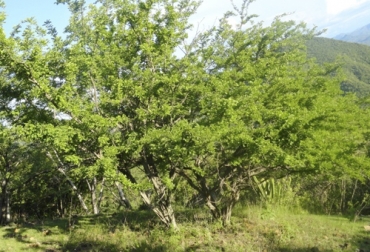 Aprenda cómo se puede propagar y sembrar el matarratón, el cachimbo, el písamo, el botón de oro y el chachafruto para usarlos como forraje para el ganado. Foto: cuexcomate.com sembrar arboles forrajeros