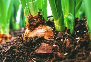 Aprende a reutilizar la materia orgánica es todo un proceso en el que no solo gana la biodiversidad, sino también en productor. Foto: twenergy.com Reutilizar la materia orgánica para darle vida a la planta