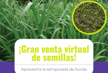 Almagán y Sáenz Fety realizarán una nueva venta virtual de semillas para que los ganaderos siembren y se preparen para la temporada seca. Foto: Cortesía Afiche promocional de venta virtual de semillas