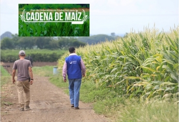 Nos propondremos que dentro del Plan Nacional del Desarrollo, los pequeños productores tendrán una participación no menor a 100.000 has, dijo la Ministra de agricultura. Foto UPRA Plan de Ordenamiento Productivo (POP) de Maíz